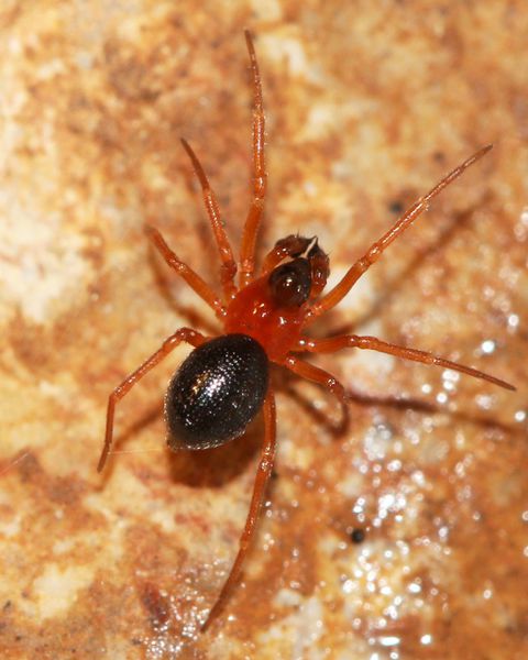 Datei:Pelecopsis bucephala m do FBroekhuis.jpg