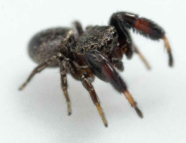 Datei:Sibianor-aurocinctus Weimar-5034 11-10 01.jpg