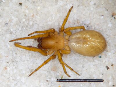 Amaurobius obustus dorsal Pula 2024.jpg