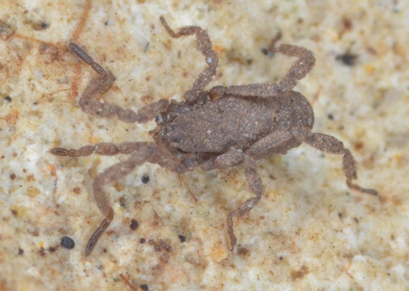 Datei:Anelasmocephalus brignolii Canu.jpg