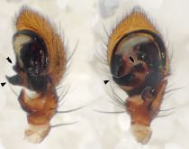 Erraticus Ort 08-08 01-Ped.jpg