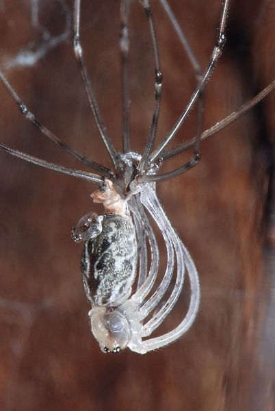 Datei:Holocnemus pluchei f Häutung (2).JPG