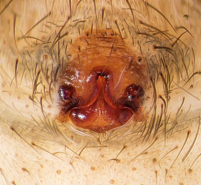 Datei:Alopecosa-laciniosa St-Arnac 15-11 03-Epig.jpg