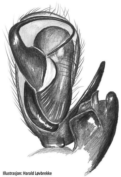 Datei:Clubiona caerulescens palp HLovbrekke.jpg
