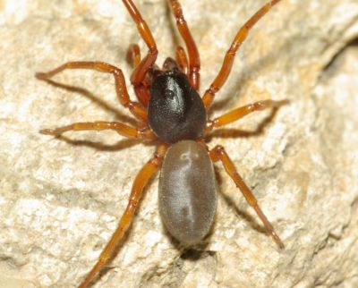 Dysdera cechica female PD3413.JPG