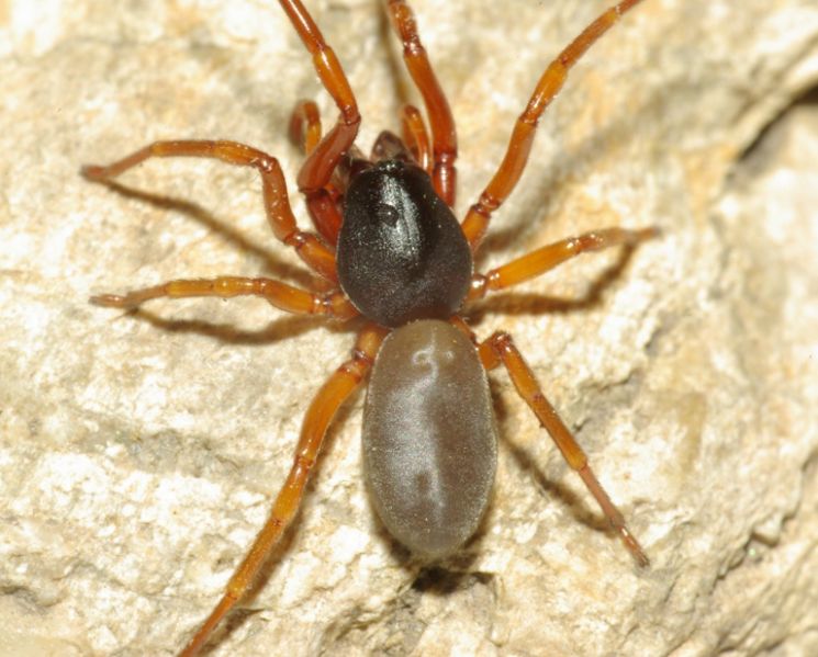 Datei:Dysdera cechica female PD3413.JPG