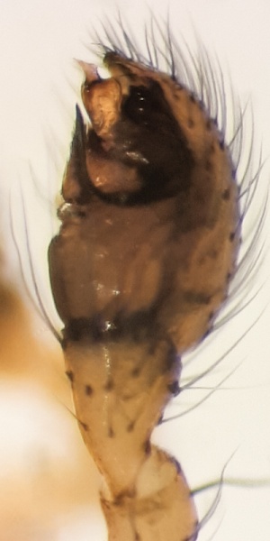 Datei:Enoplognatha quadripunctata m pedipalp retrolateral.jpg