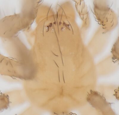 Iberina microphthalma W 11 00659.jpg