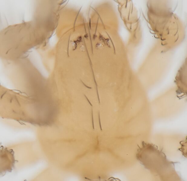 Datei:Iberina microphthalma W 11 00659.jpg