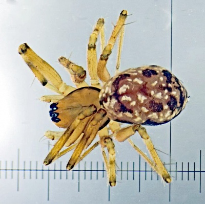 Incestophantes kotulai 2018-08-12 10-43-40 (C).jpg