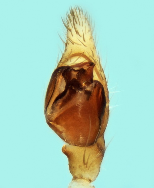 Datei:Leptodrassex simoni male 20170921120617-27e4896b-me.jpg