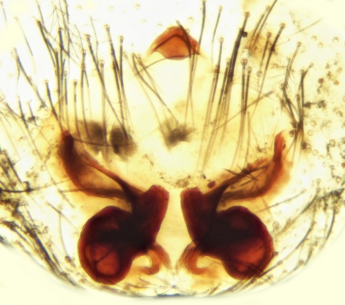 Datei:Mesiotelus mauritanicus Epigyne 20170622170107-6d3dc0e0-me.jpg