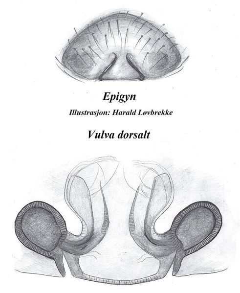 Datei:Pelecopsis elongata epigyn vulva HLovbrekke.jpg