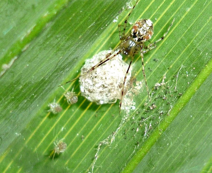 Datei:Platnickina tincta Horwedel (2).JPG