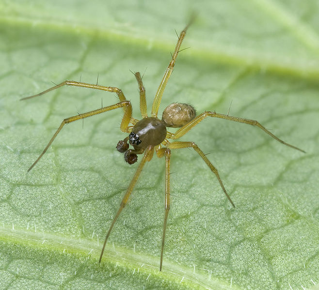 Datei:Tenuiphantes-tenuis Weimar-5034 14-08 01-male.jpg