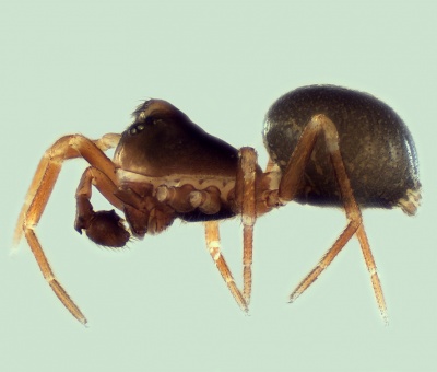 Troxochrus cirrifrons male 20150323200754-6bc7feb5-me.jpg