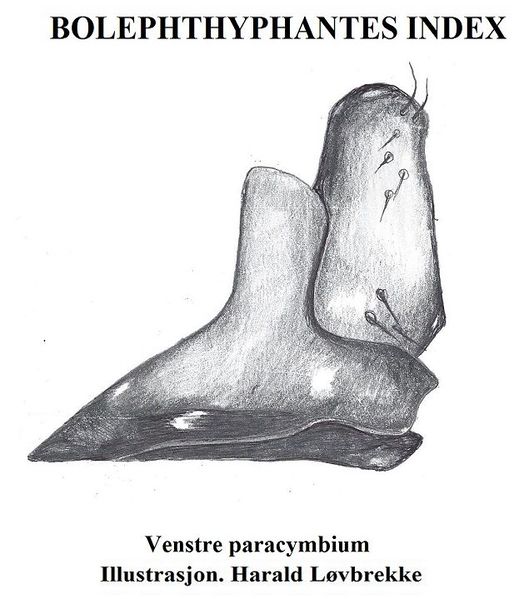 Datei:Bolephthyphantes index paracymbium HLovbrekke.jpg