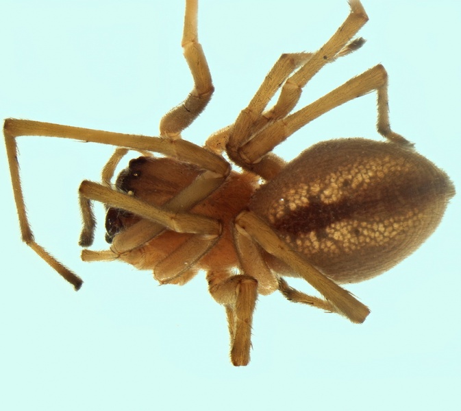 Datei:Cheiracanthium montanum female 20160210124347-f483b1bb-me.jpg