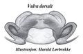 Vulva dorsal