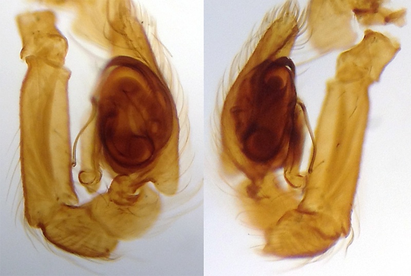 Datei:NigmaGratiosaPedipalpRetrolateralProlateral.jpg