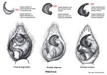 Piratula male HLovbrekke.jpg