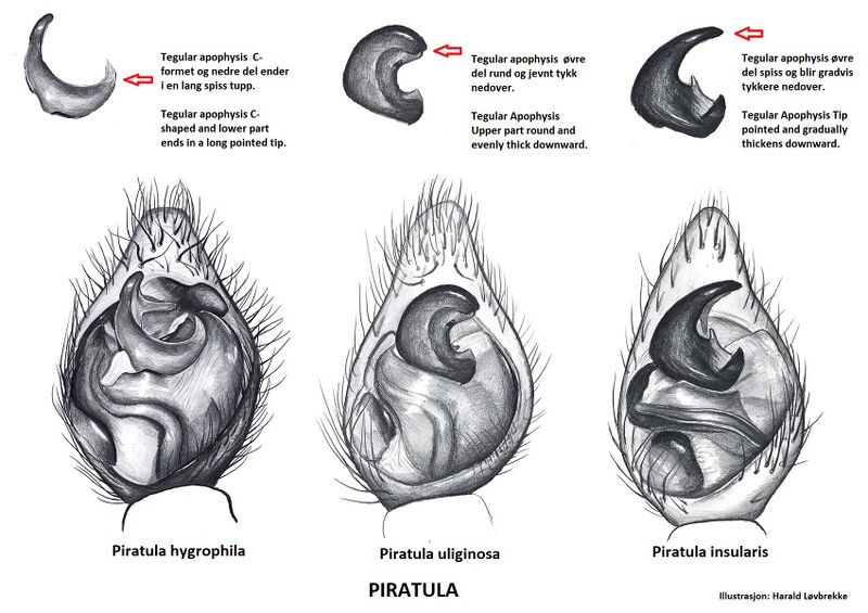 Datei:Piratula male HLovbrekke.jpg