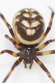 Steatoda albomaculata ED 120715 033.jpg