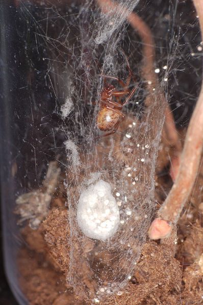 Datei:Steatoda nobilis2.jpg