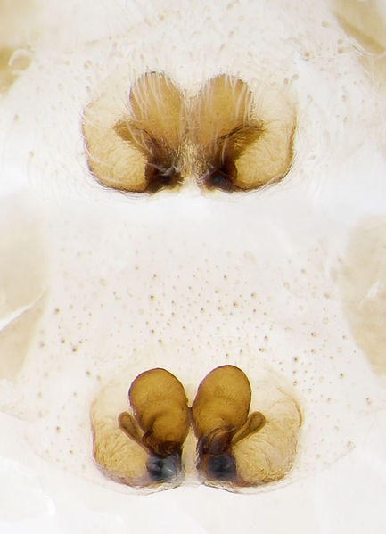 Datei:Tibellus-oblongus Sardinien-DueneMagazzini 13-04 01-Epig-Vulva.jpg