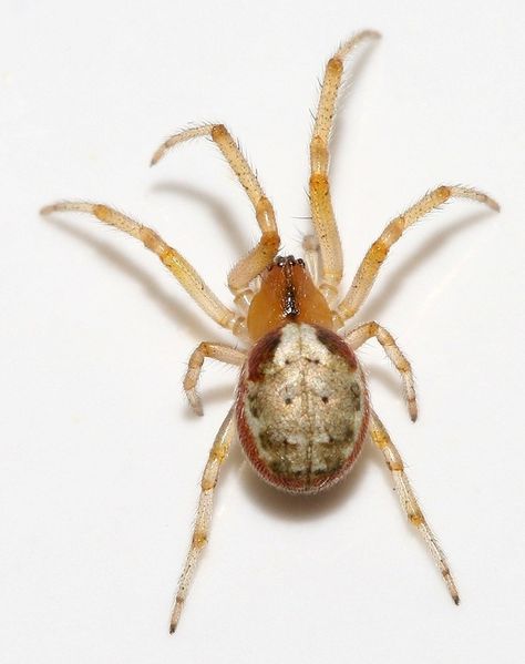 Datei:Zygiella-atrica1-1- Guido.jpg