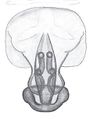Vulva, dorsal