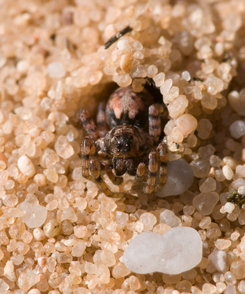 Datei:Arctosa perita Roehre 8-01136.jpg