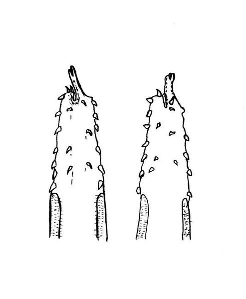 Datei:Carinostoma elegans batorligetiense 2.jpg