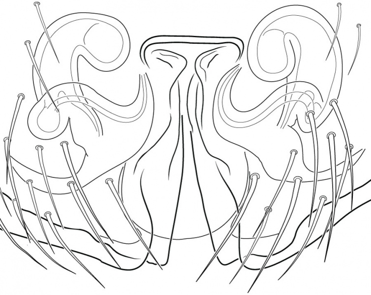 Datei:DiplocephalusProtuberansEpigyneVentralDrawing.jpg