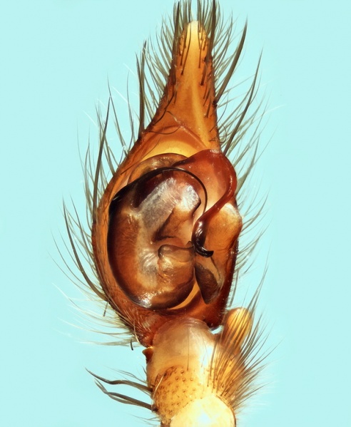 Datei:Eratigena montigena male palp 20170921124350-6b61abe1-me.jpg