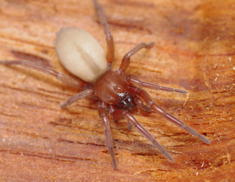 Datei:Haplodrassus moderatus female A5980 PK9562.JPG
