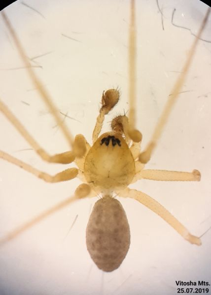 Datei:Palliduphantes alutacius male habitus Vitosha.jpg