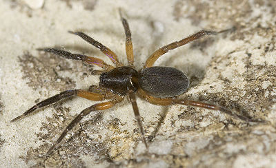 Scotina-palliardii Schmieden 09-03 04.jpg