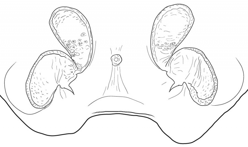 Datei:TetragnathaExtensaEpigyneDorsalDrawing.jpg