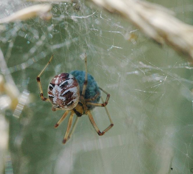 Datei:Theridion impressum mit kokon-800.jpg