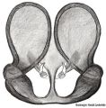 Vulva dorsal