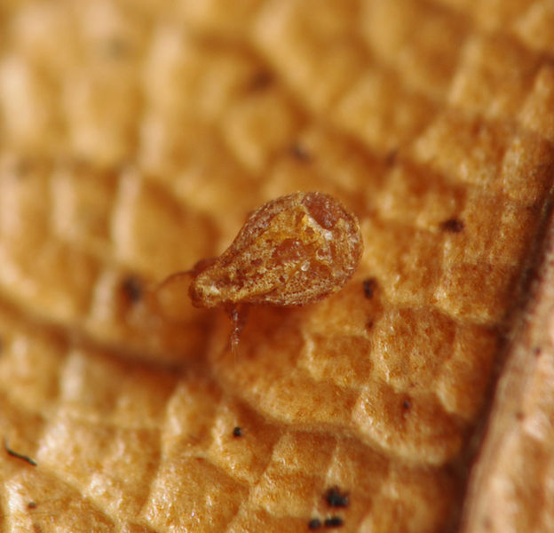 Datei:Trachytes aegrota female A6296 PN9602.JPG