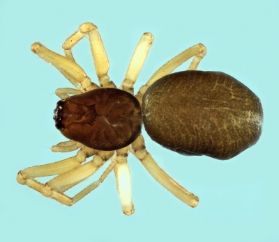 Typhochrestus bogarti female 20180210182502-63923dc4-me.jpg