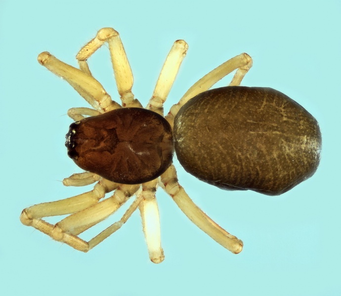 Datei:Typhochrestus bogarti female 20180210182502-63923dc4-me.jpg