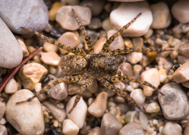 Datei:Arctosa-maculata Karwendel 17-07 01-female.jpg