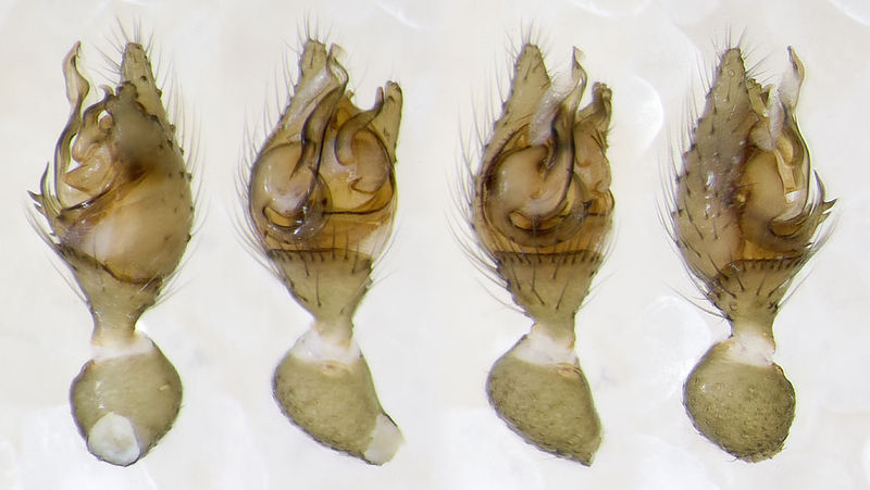 Datei:Crustulina-scabripes Sardinien-IsolaCaprera 13-05 03-Ped.jpg