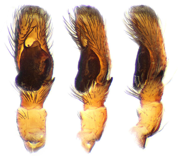 Datei:Icius hamatus palp Schaefer.jpg