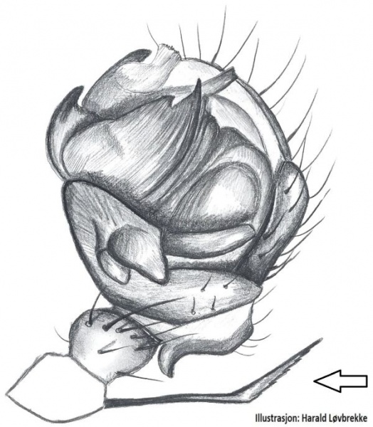 Datei:Incestophantes crucifer Palp HLovbrekke.jpg