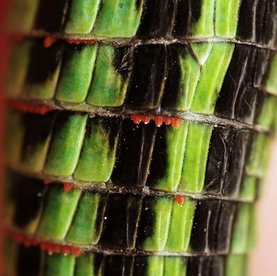 Lacertacarus sp larva A6885 PR1101.JPG