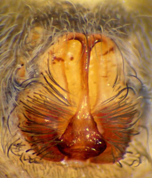 Datei:Pardosa wagleri epigyne AT Almsee.jpg